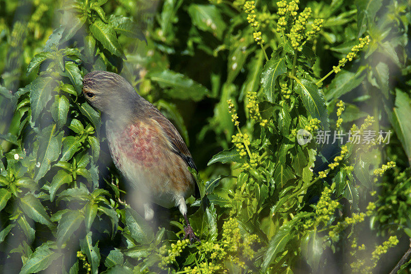 一只雄红雀坐在地上。吃植物的新鲜种子。歌鸟。芬奇家族。Carduelis cannabina。